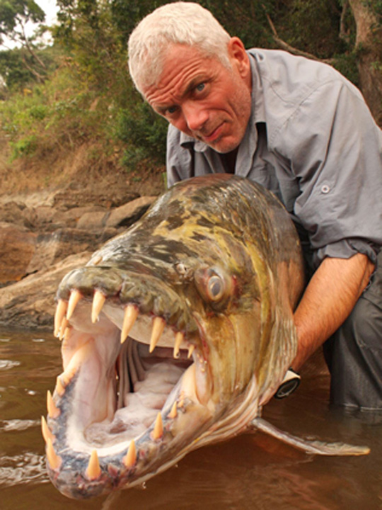 goliath tiger fish river monsters. This is the Goliath Tigerfish