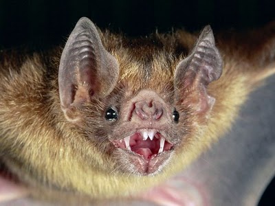 Vampire Bats Feeding. Vampire bats have been